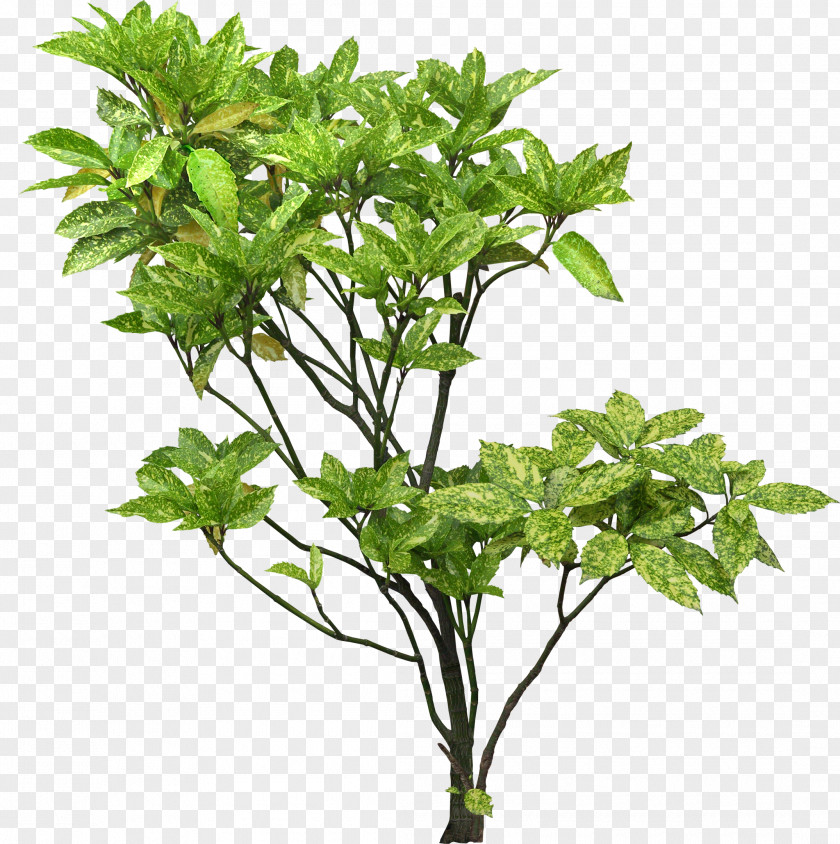 Tree Plant Shrub Branch Aucuba Japonica PNG