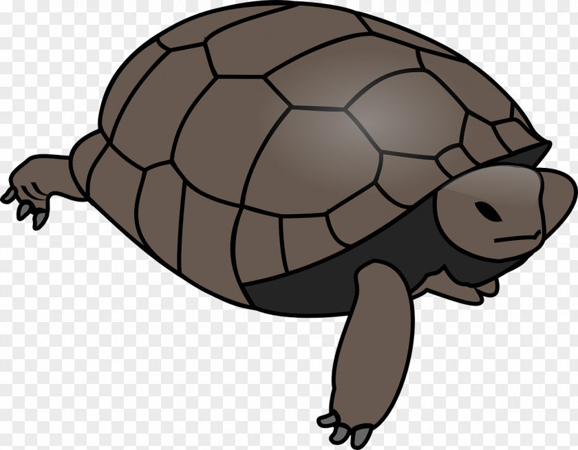 Turtle Clip Art Openclipart Vector Graphics Reptile PNG