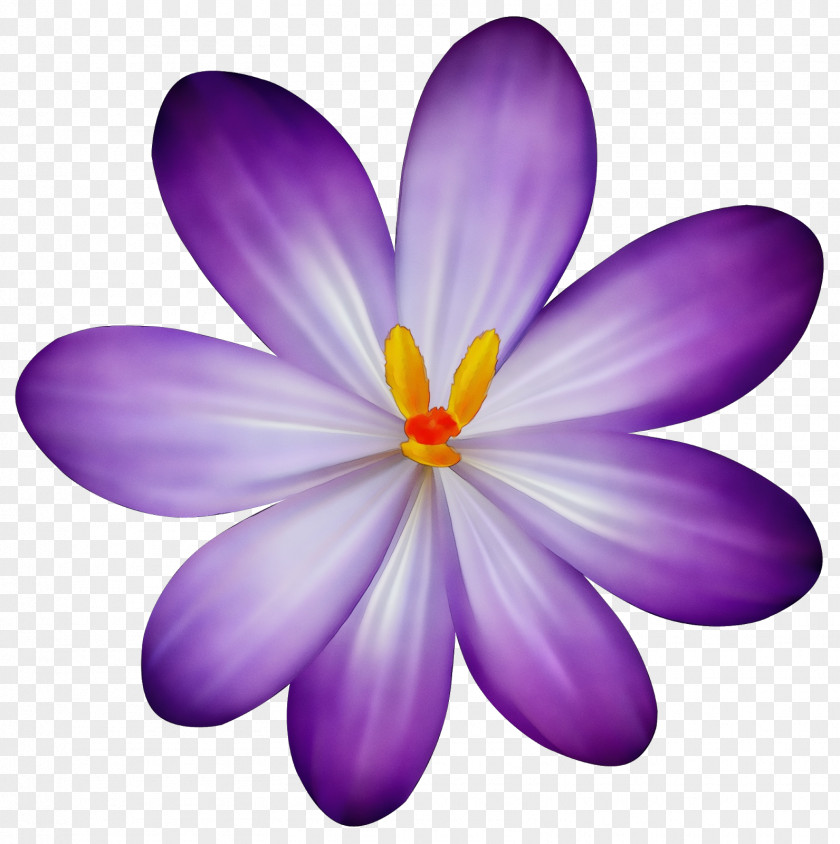 Wildflower Saffron Crocus Purple Watercolor Flower PNG