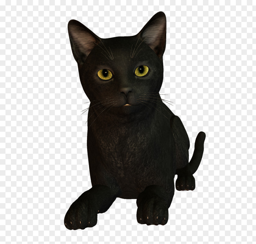 Animated Cat Black Korat Bombay Burmese Kitten PNG