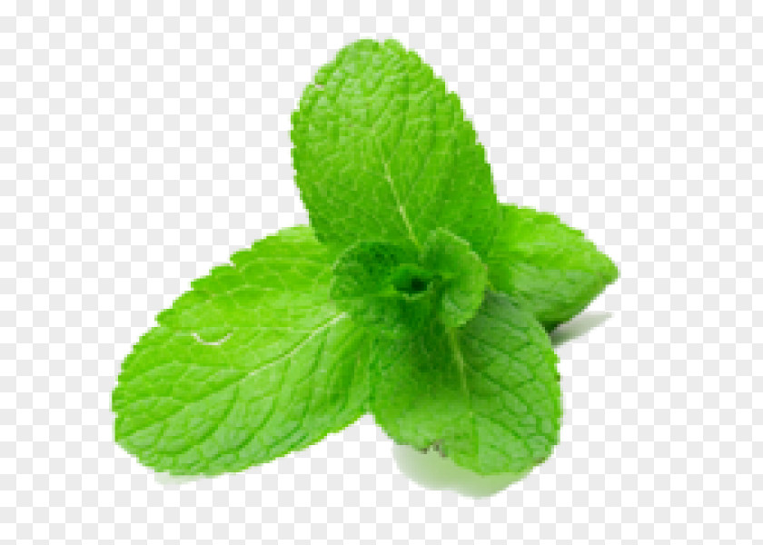 Mint Peppermint Flavor Herb Mentha Spicata PNG