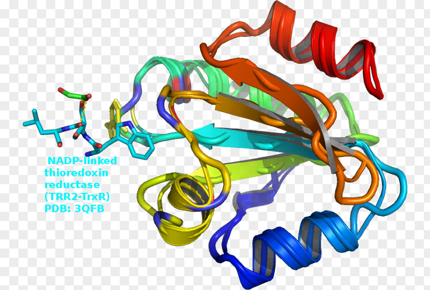 Nicotinamide Adenine Dinucleotide Phosphate Thioredoxin Pentose Pathway PNG