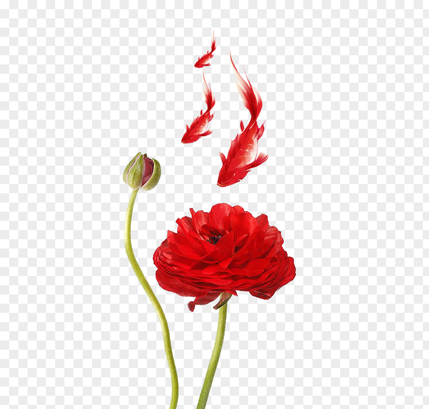 Red Lotus Ranunculus Asiaticus Meadow Buttercup Poppy Petal PNG