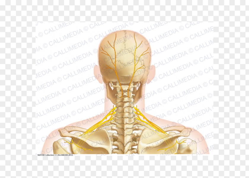Skull Neck Bone Human Anatomy Head PNG