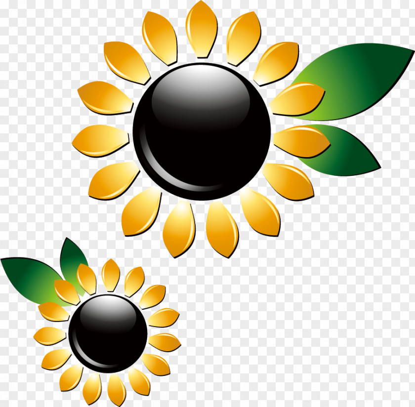 Sunflower Summer Flower PNG