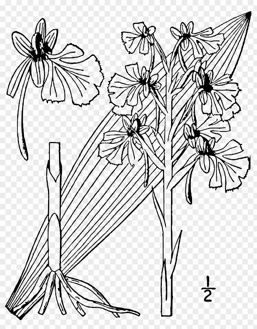 Butterfly Nymphalidae Line Art Floral Design Cut Flowers PNG