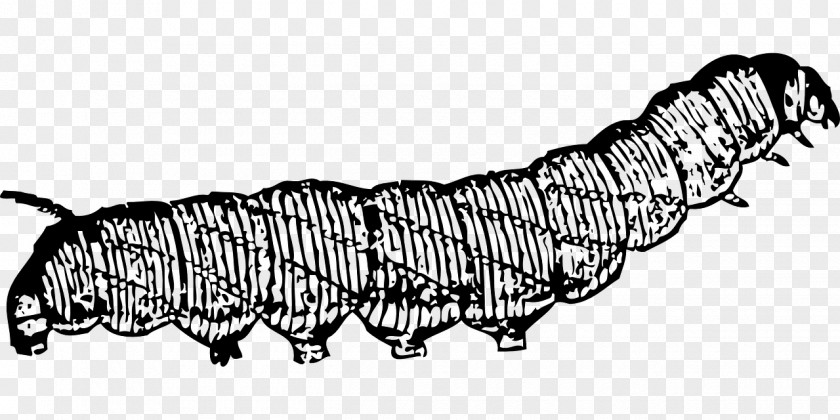 Caterpillar Drawing Clip Art PNG