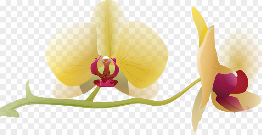 Orchid Flower Moth Orchids Clip Art PNG