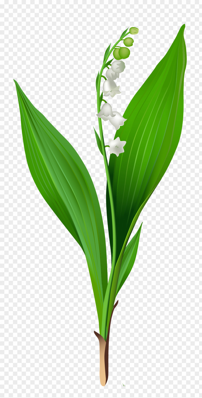 Spring Lily Of The Valley Clipart Arum-lily Flower Clip Art PNG