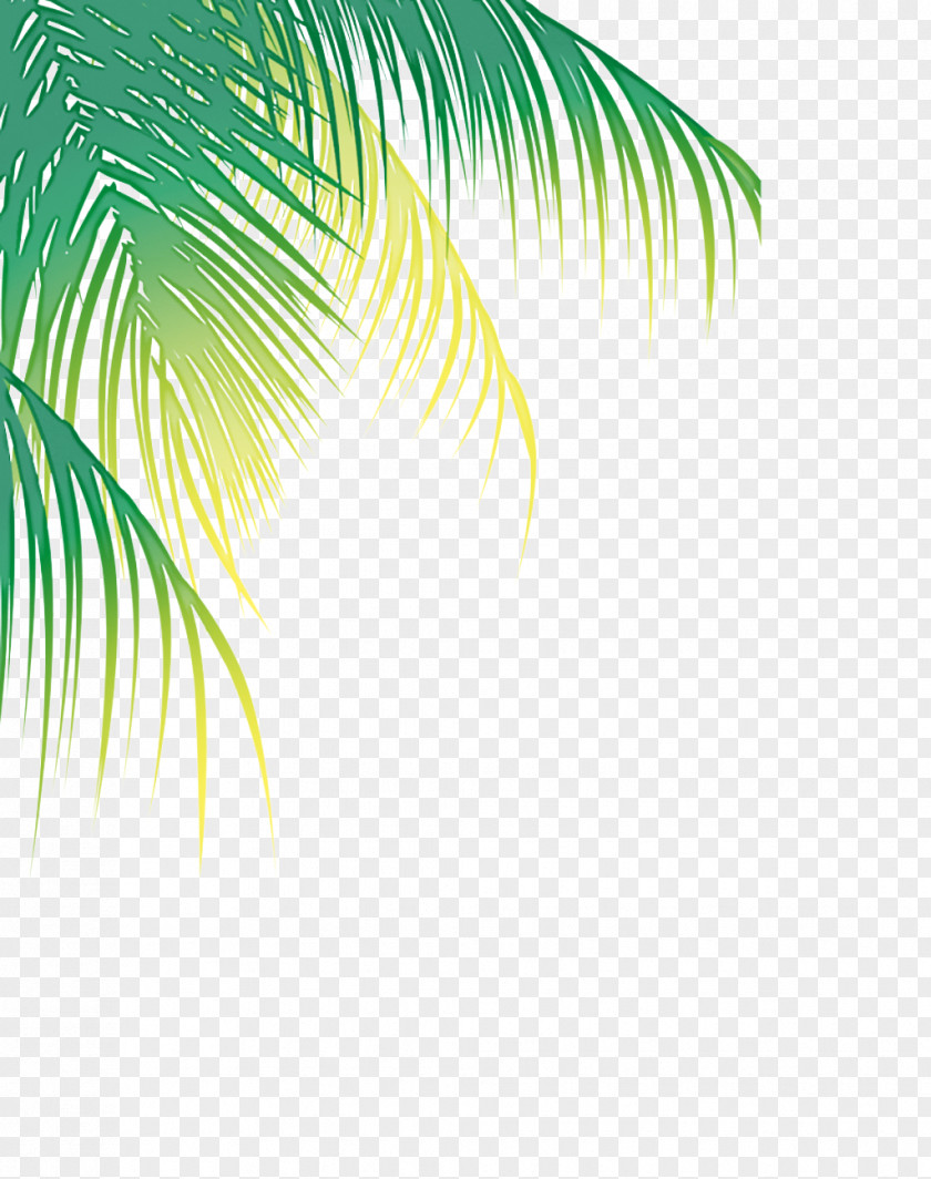 Elaeis Plant Palm Tree PNG