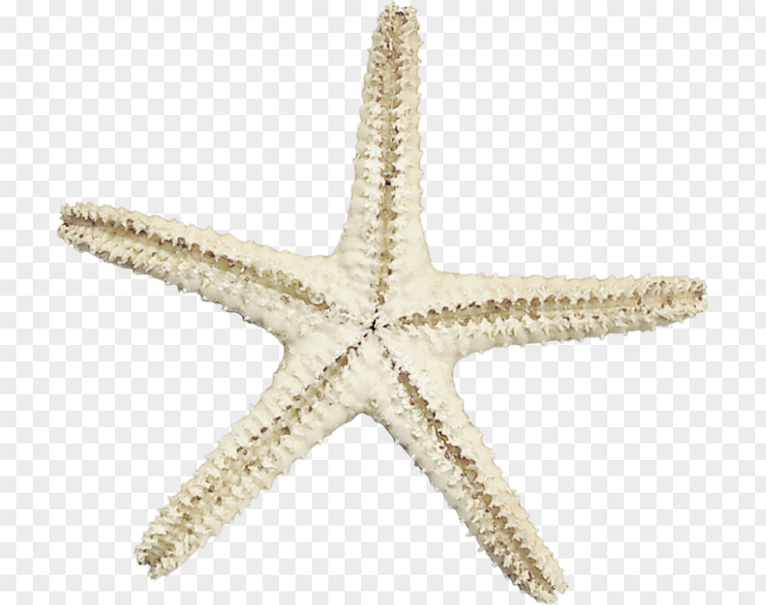 Ocean Starfish Material Free To Pull The Picture Sea PNG