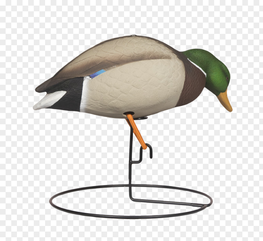 Art Hunting Decoy Duck Cartoon PNG