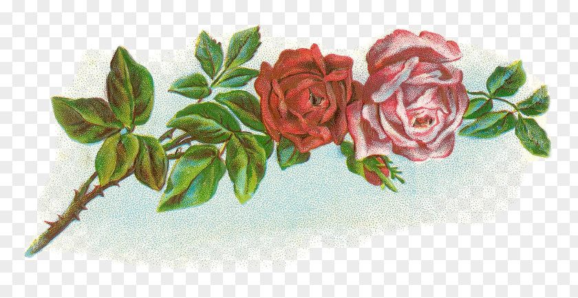 Flower Garden Roses Floral Design Cabbage Rose Clip Art PNG