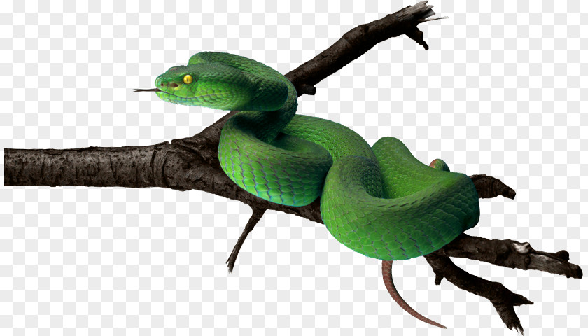 Snake Vipers Clip Art PNG