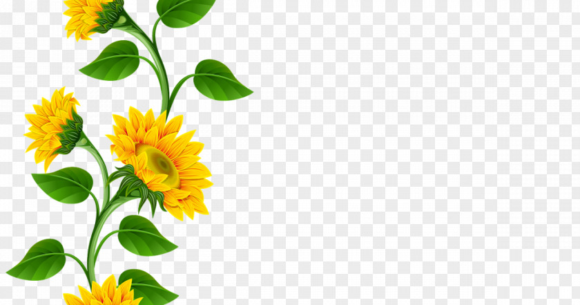 Sunflowers Clipart Common Sunflower Clip Art PNG