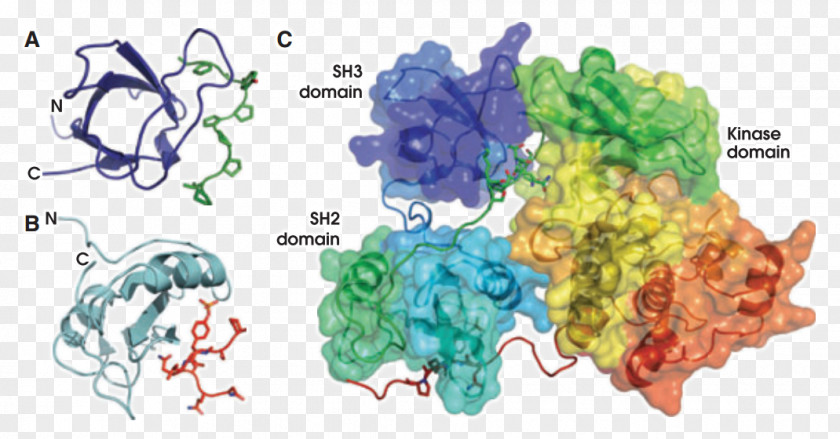 Terminal Cancer Organism Tree PNG