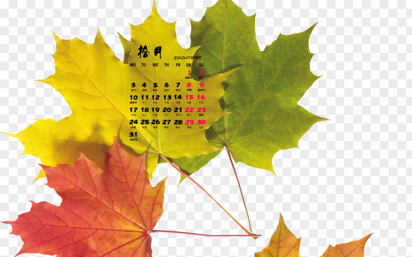 Autumn Maple Leaf Desktop Wallpaper PNG