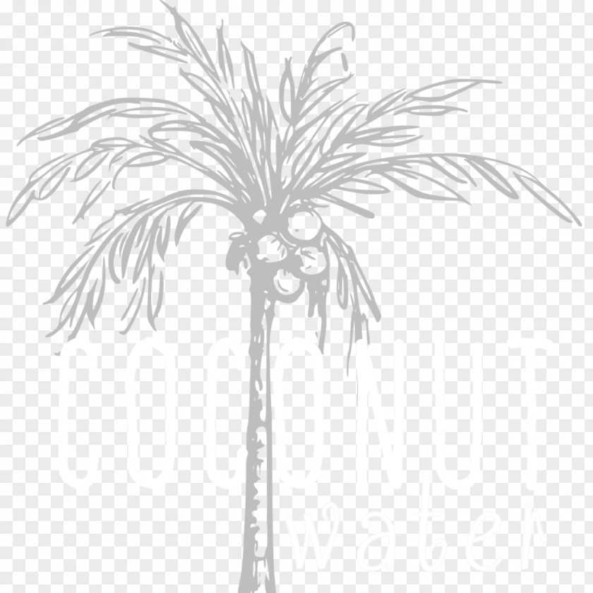 Date Palm Asian Palmyra Twig Leaf Plant Stem PNG