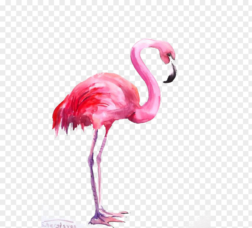 Flamingos Flamingo Watercolor Painting PNG