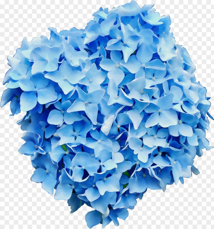 French Hydrangea Clip Art Flower Paniculata Limelight PNG