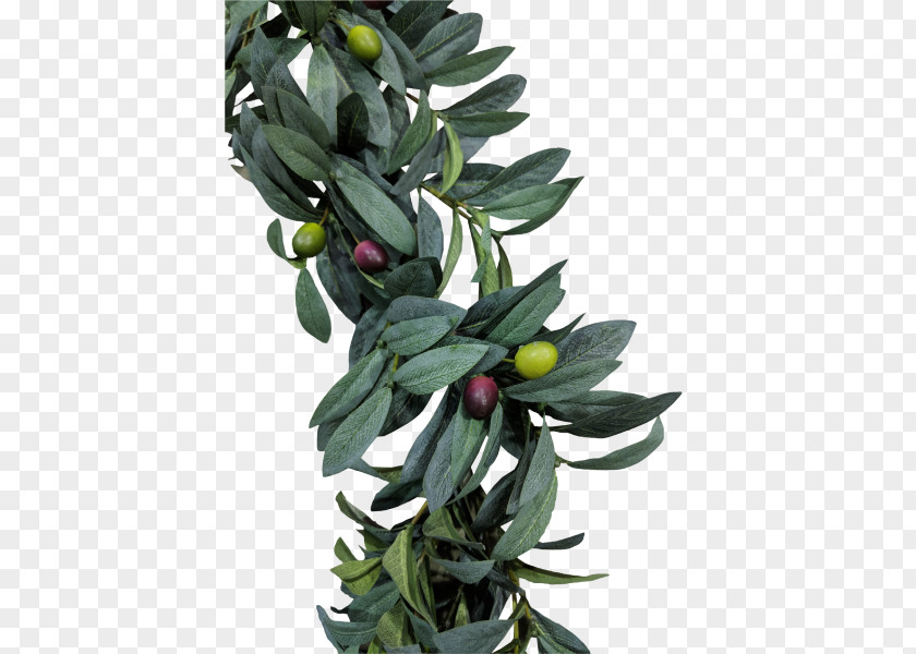 Olive Leaf Tree Spathiphyllum Bush PNG