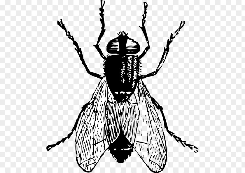 Bugs Flying Cliparts Housefly Free Content Clip Art PNG