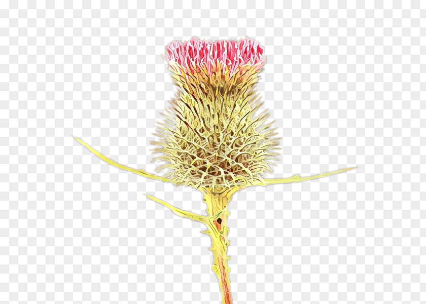 Flower Plant Teasel Pink Thistle PNG