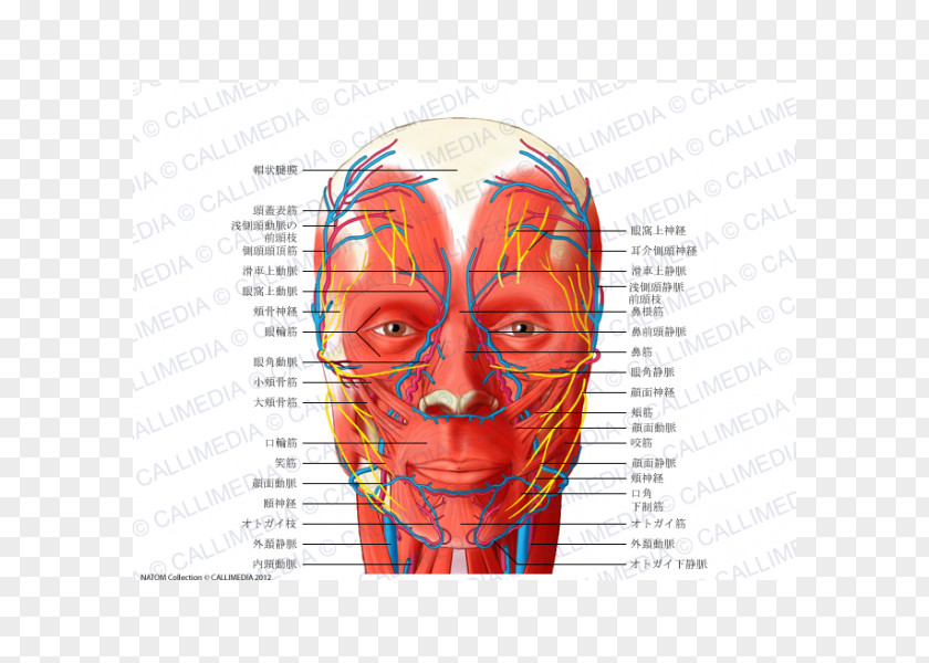 Head And Neck Anatomy Blood Vessel Facial Nerve Human Body PNG