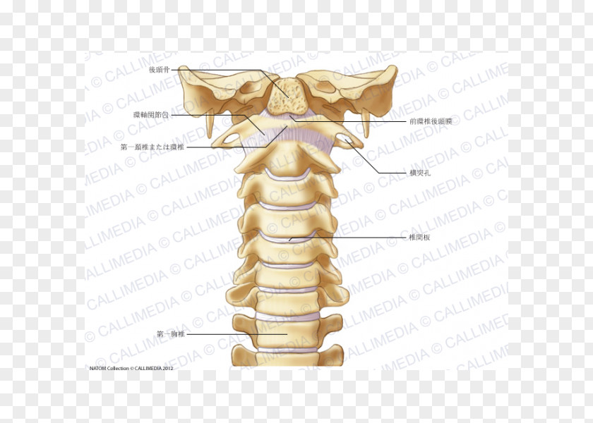 Intervertebral Foramen Cervical Vertebrae Vertebral Column Atlas Human Skeleton Ligament PNG