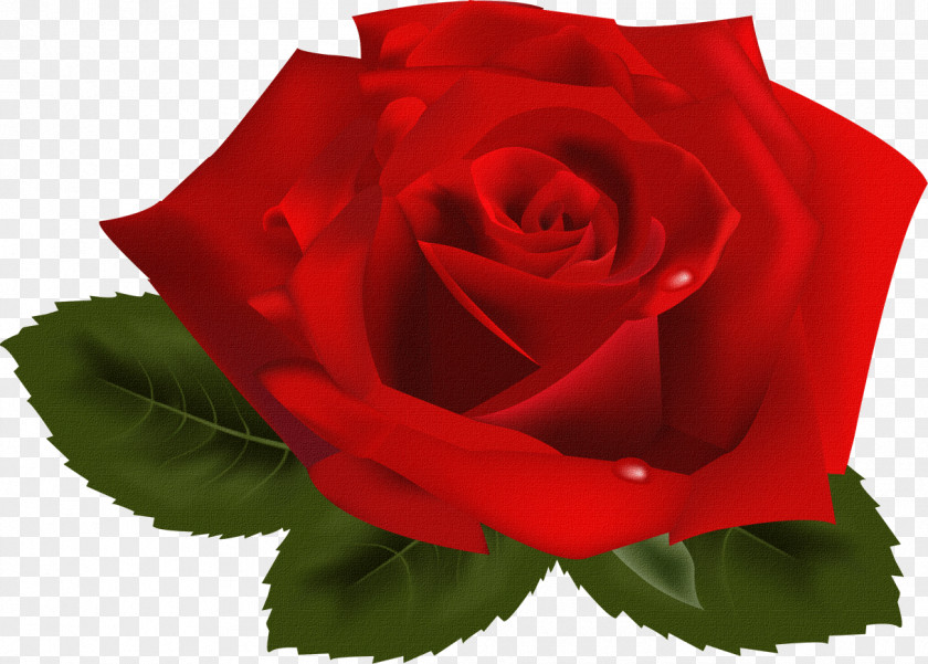 One Flower Rose Valentines Day PNG