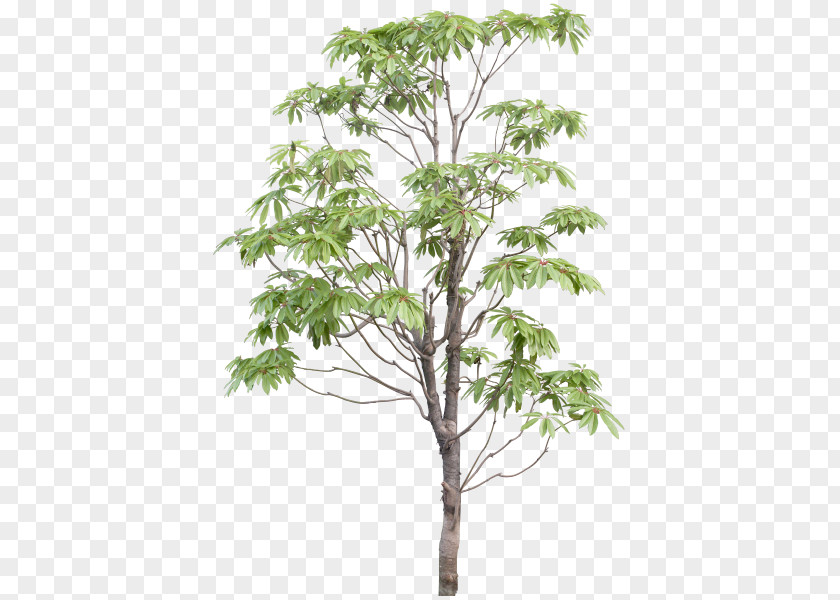 Tree Download PNG
