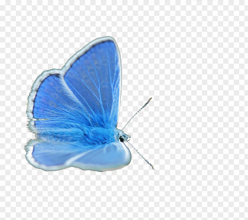 Blue Butterfly Insect Lycaenidae PNG