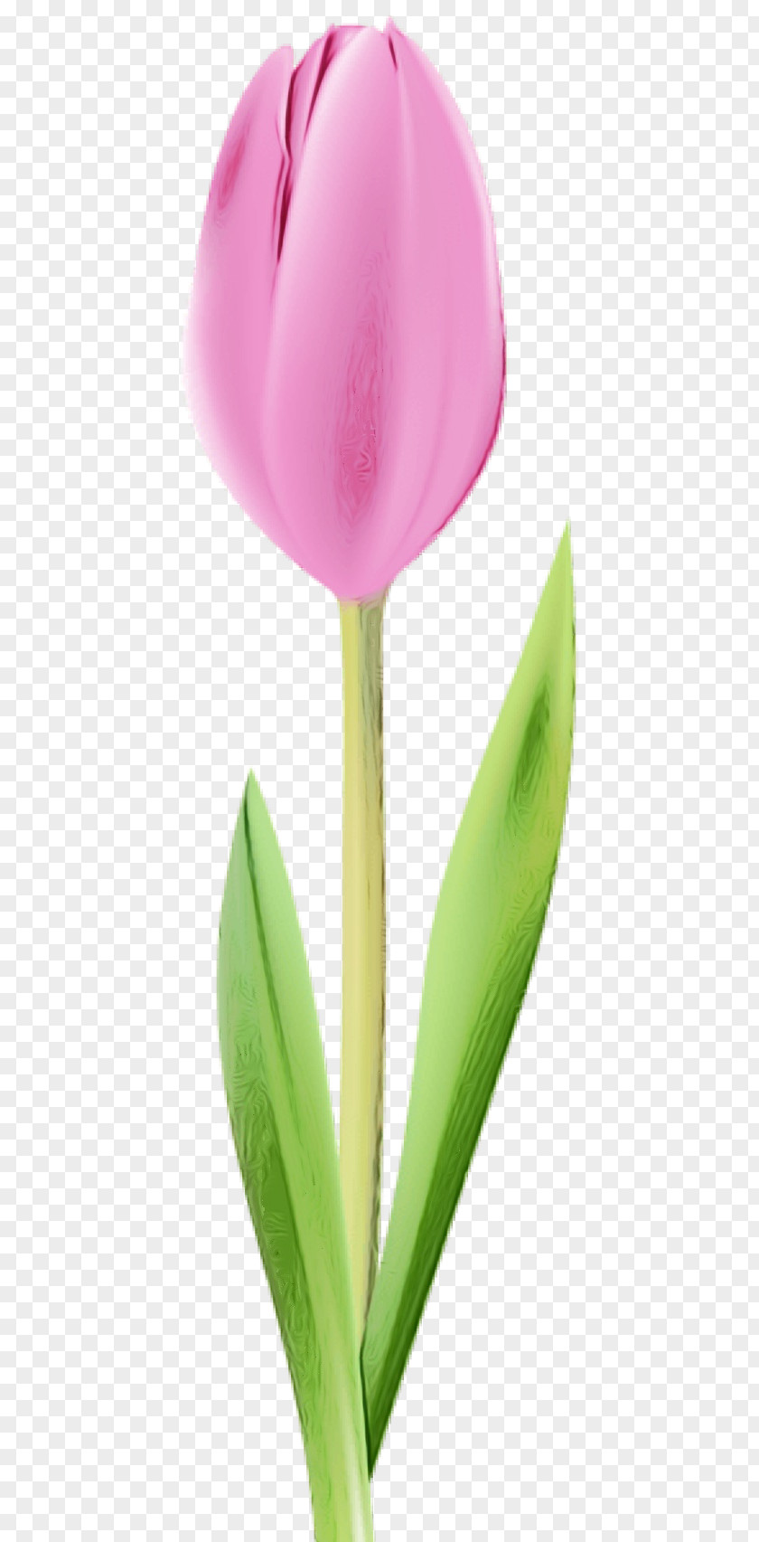 Bud Lily Family Flower Tulip Petal Plant Flowering PNG