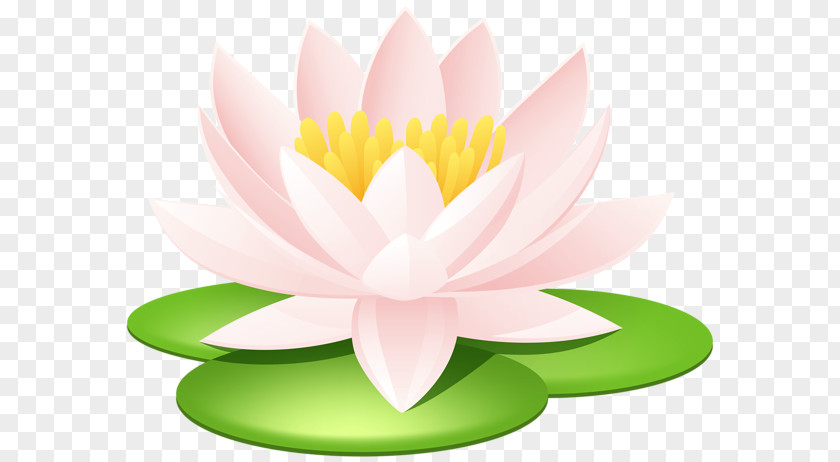 Flower Nelumbo Nucifera Lilium Nymphaea Lotus Clip Art PNG
