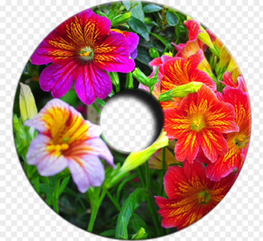 Flower Pansy Salpiglossis Sinuata Blume Garden PNG