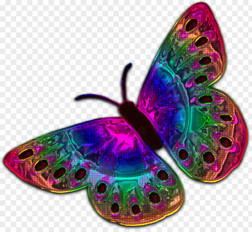 Fluttering Butterflies Butterfly Insect Pollinator Invertebrate Organism PNG