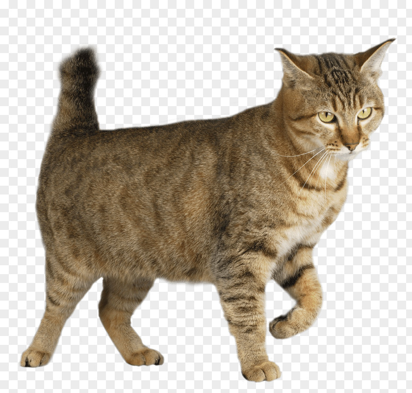 Kitten Pixie-bob Ocicat Manx Cat Maine Coon Turkish Angora PNG
