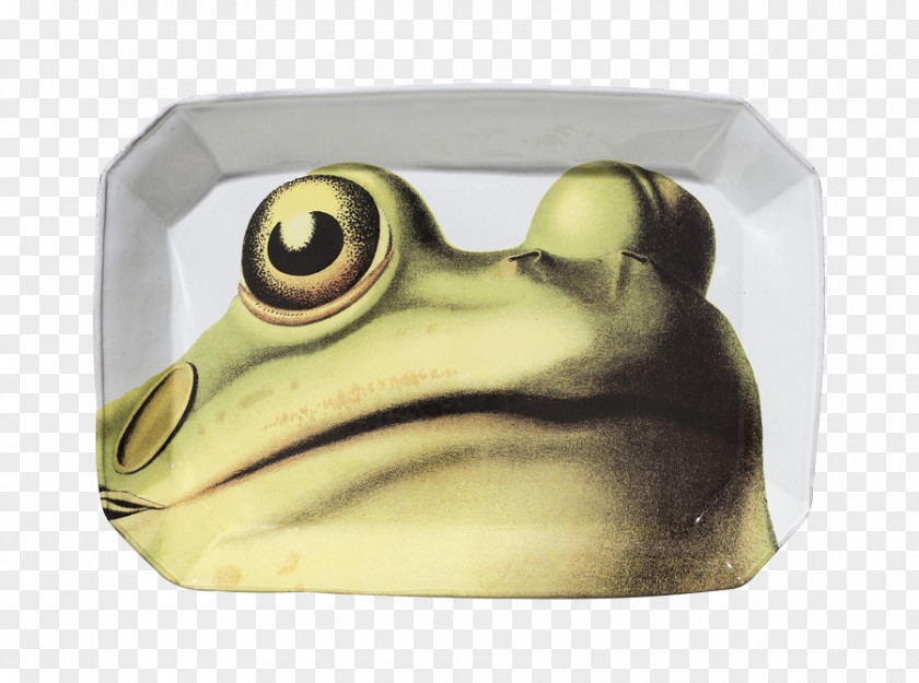 Plate True Frog Mug Tableware PNG