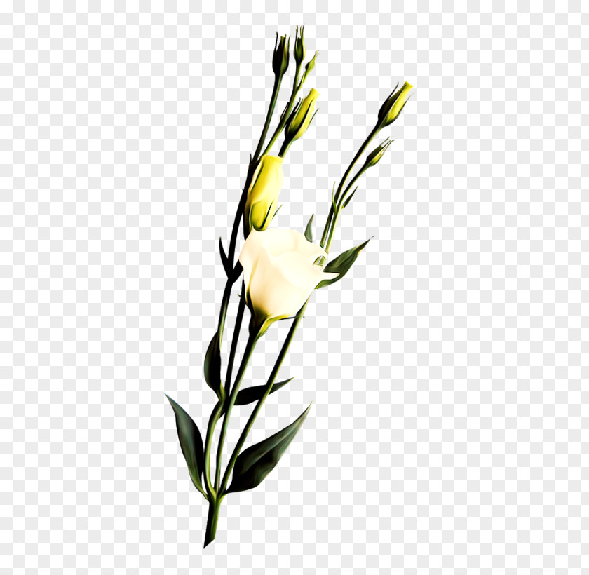 White Rose Branch Flower Icon PNG