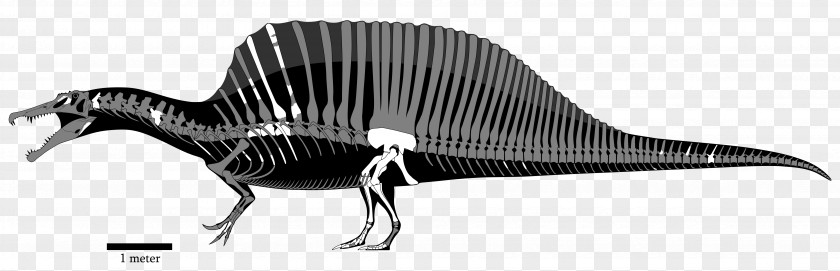 Dinosaur Spinosaurus Giganotosaurus Jurassic Park Animal PNG