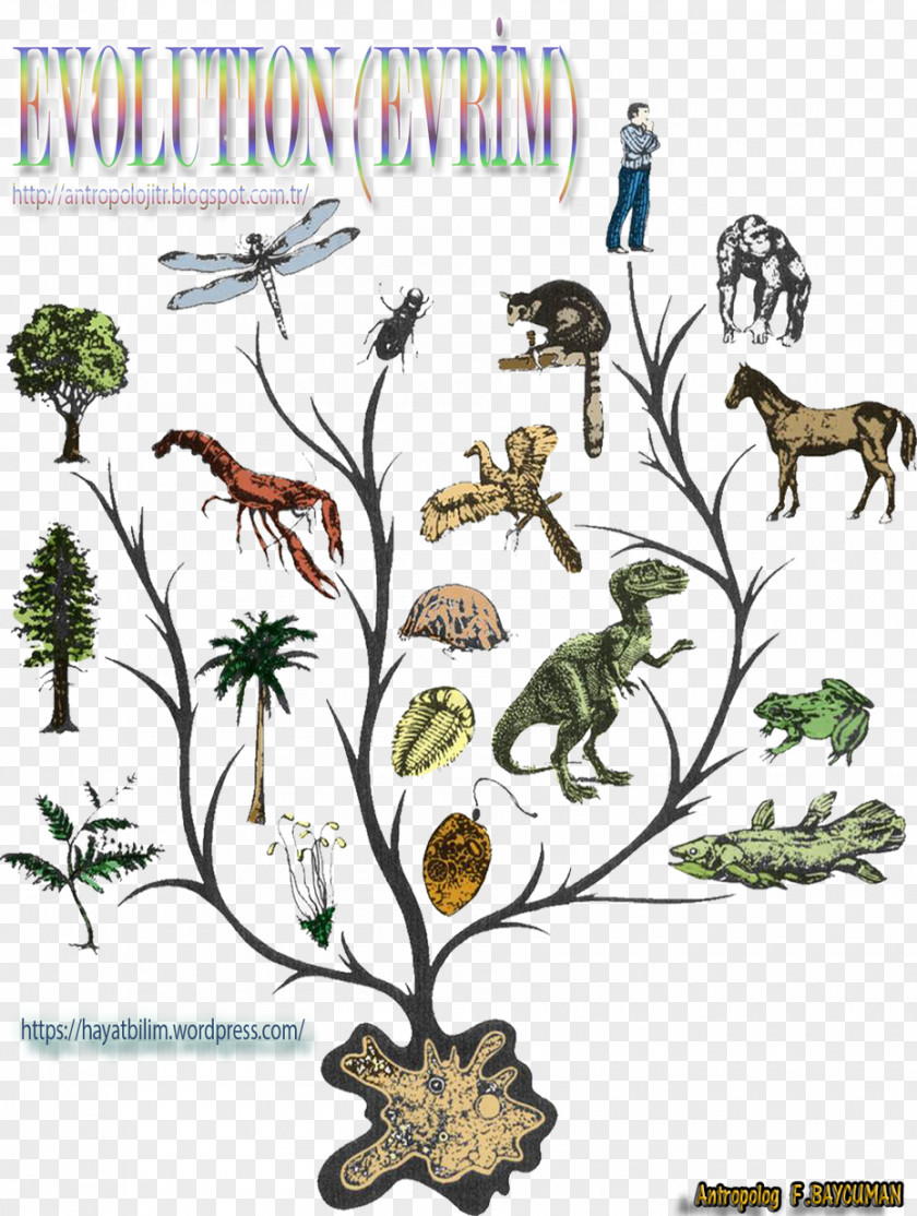 Evolution Evolutionary History Of Life Animal Evidence Common Descent Phylogenetic Tree PNG
