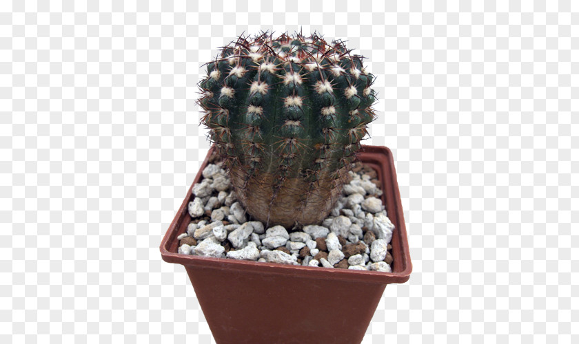 Cactaceae San Pedro Cactus Flowerpot Strawberry Hedgehog Houseplant PNG