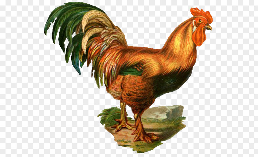 Chicken Rooster Cock A Doodle Doo Clip Art PNG