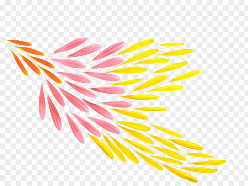 Chrysanthemum Petals Petal Flower Orange PNG