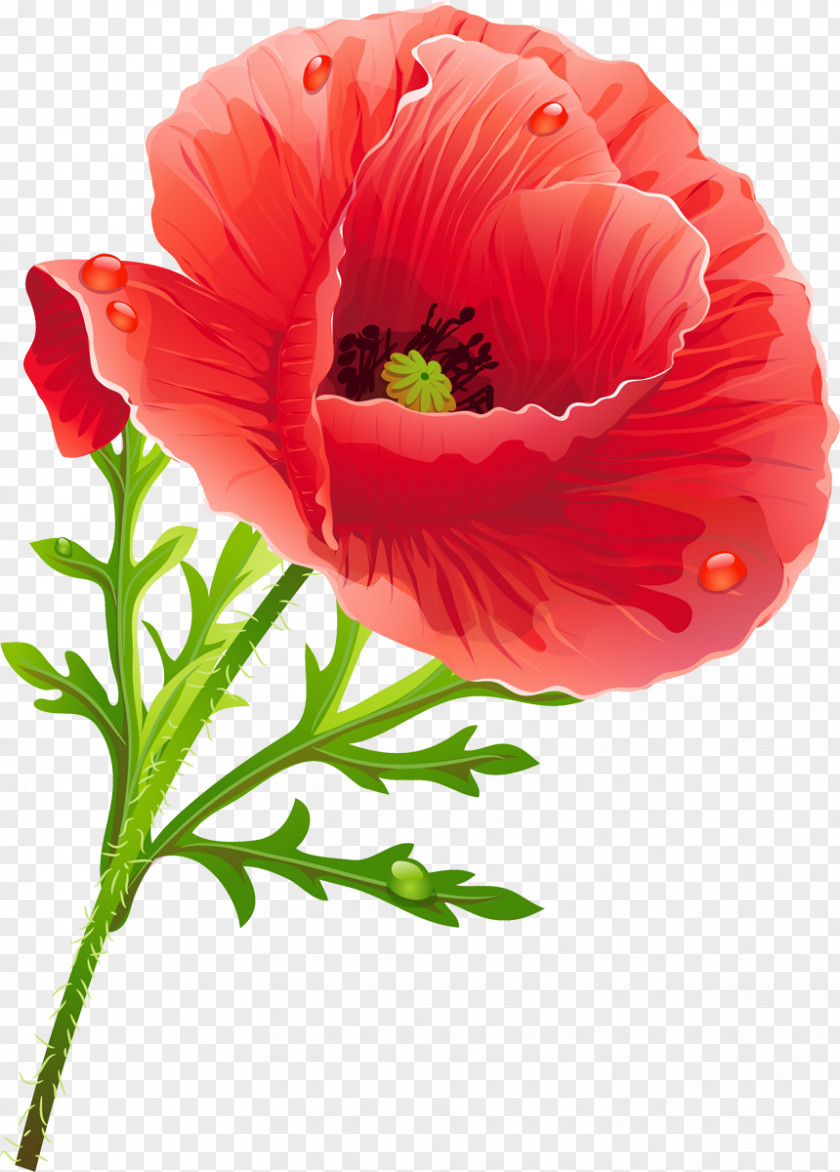 Flower Poppy Clip Art PNG