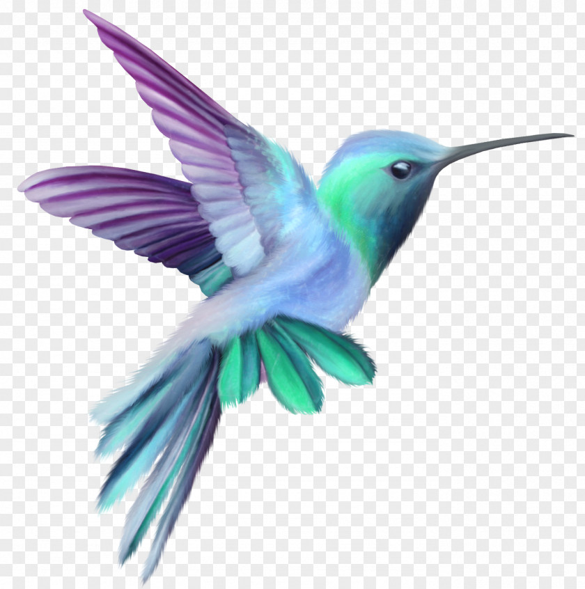 Hummingbird Transparent Clip Art Image PNG