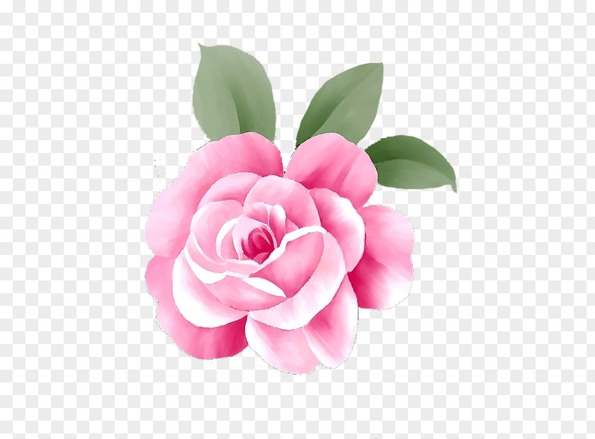 Creative Rose Rosa Chinensis Pink Flower Computer File PNG