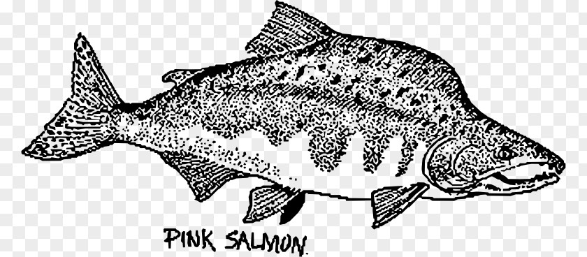 Fish Pink Salmon Drawing Chum PNG