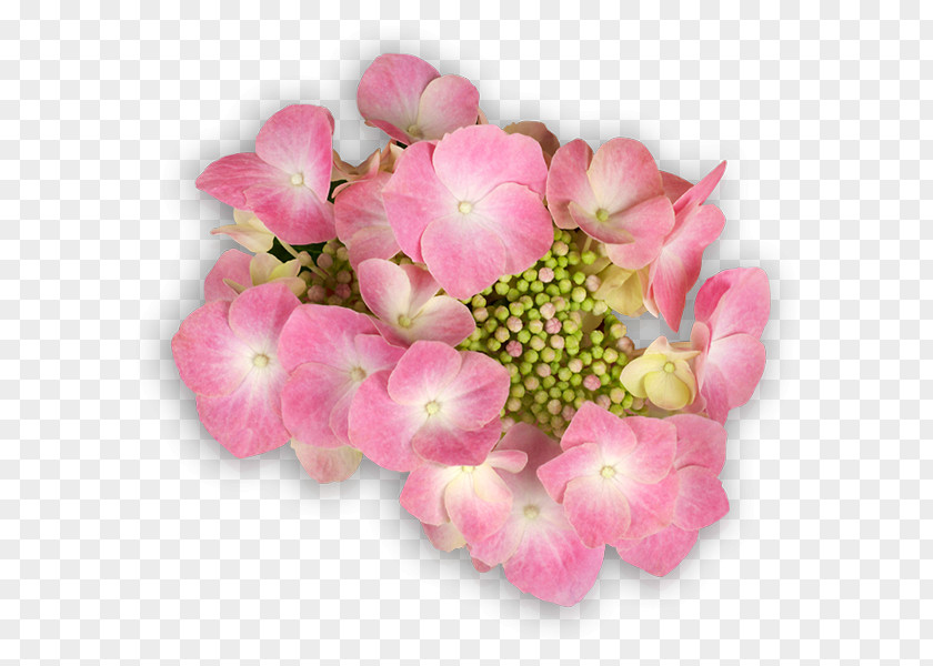 Hydrangea Flower Email Flying Discs PNG