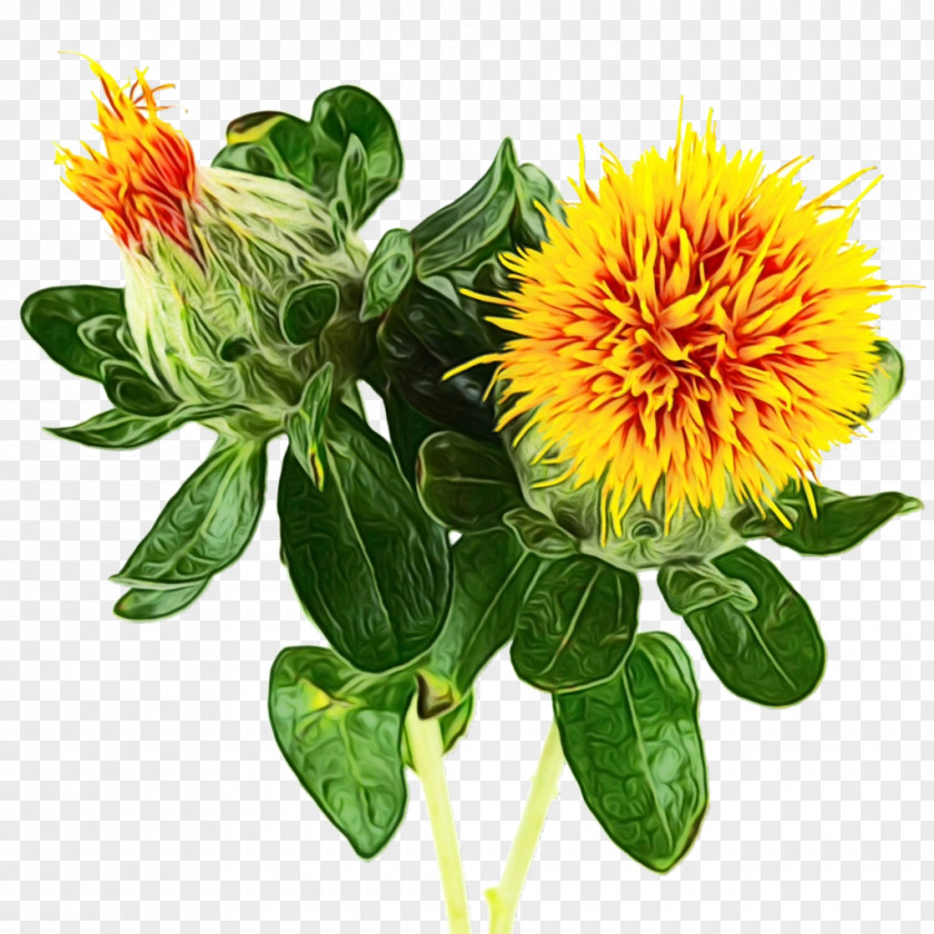 Perennial Plant Herbaceous Flower Safflower Distaff Thistles PNG